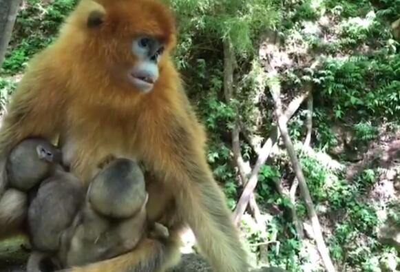 陕西发现野生川金丝猴是怎么回事 为什么金丝猴那么受欢迎