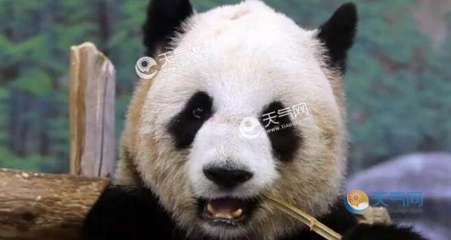 旅加大熊猫将返回中国是怎么回事  旅加大熊猫将返回中国什么原因