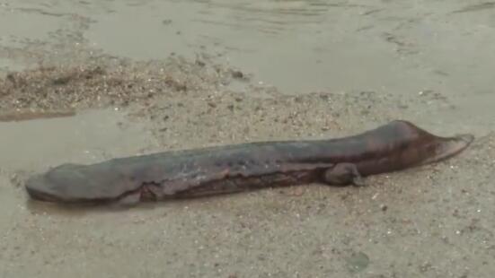 浙江千岛湖发现1米长大型娃娃鱼是怎么回事 工作人员：已放生