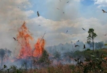 澳大利亚昆士兰州山火持续6周 超7.6万公顷土地被烧毁