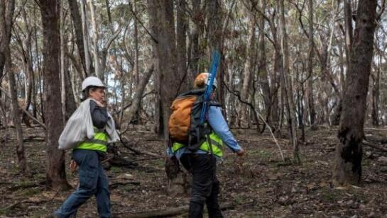 澳大利亚昆士兰州山火持续6周 超7.6万公顷土地被烧毁