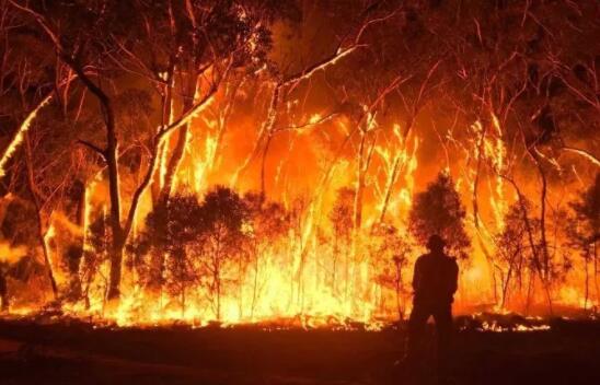 澳大利亚山火烧了七周是怎么回事 目前过火面积超过8万公顷