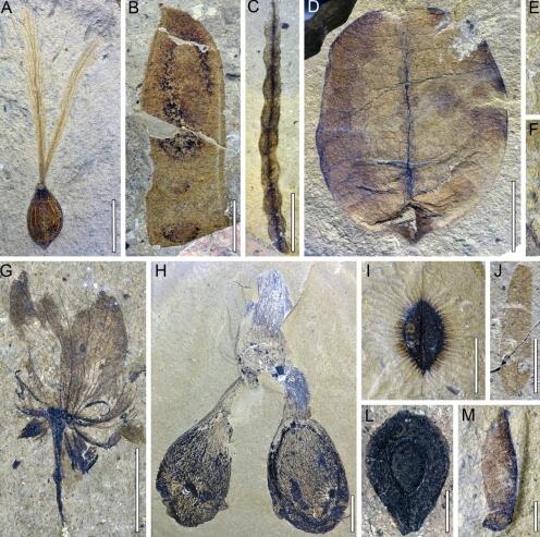 4700万年前青藏高原有亚热带森林是怎么回事 目前发现大量古生物化石