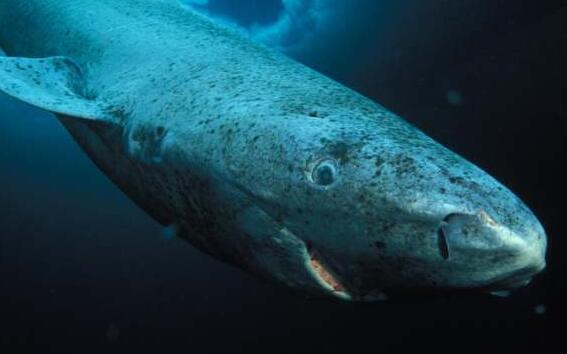 北冰洋发现400岁的格陵兰鲨鱼是怎么回事 鲨鱼为什么那么长寿