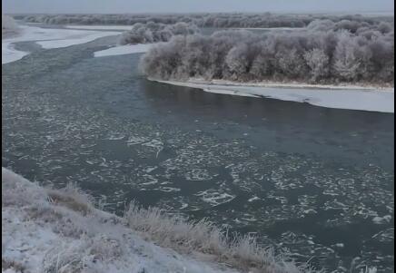 新疆湿地河面现大片冰凌花是怎么回事 冰凌花随水流动唯美动人