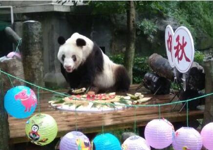 全球最长寿圈养大熊猫去世是怎么回事 大熊猫寿命一般有多长