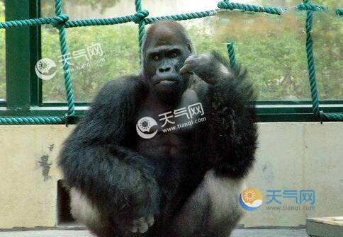 大猩猩排行_世界上最会自拍的大猩猩去世了,年仅14岁,背后的经历令人心碎...