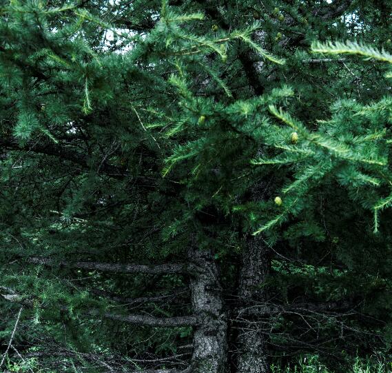 松柏象征什么 松柏代表的意义是什么