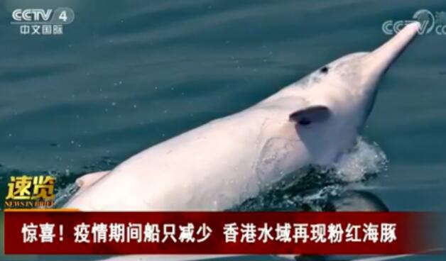 香港水域再现粉红海豚是怎么回事 粉红海豚是什么物种