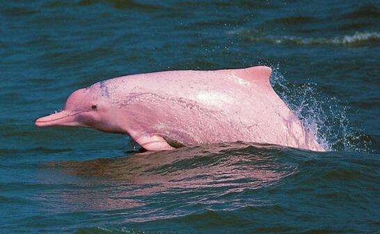 香港水域再现粉红海豚是怎么回事 粉红海豚是什么物种