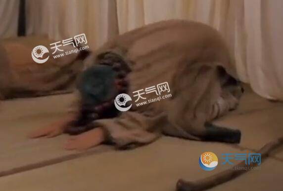 五体投地比喻佩服到了极点其中的五体指什么 五体投地