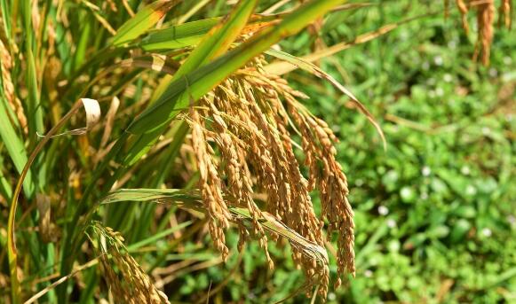 和嫦娥五号上天的水稻种子发芽了是怎么回事 水稻种子发芽了还能吃吗