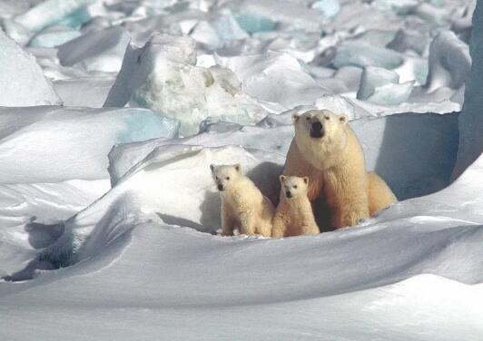 北极动物有哪些 北极除了北极熊还有什么动物