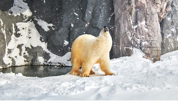 北极熊的毛是什么颜色的 北极熊的毛是透明的还是白色的