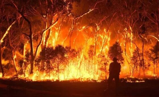 澳大利亚奎那那市发生森林火灾 超过230公顷的土地被烧毁