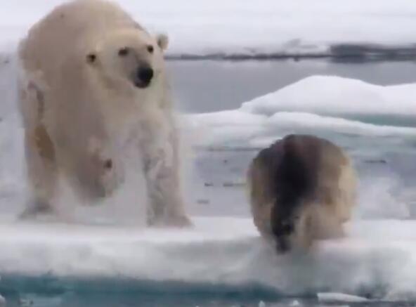 北極熊是幾級(jí)保護(hù)動(dòng)物 北極熊瀕危等級(jí)是多少