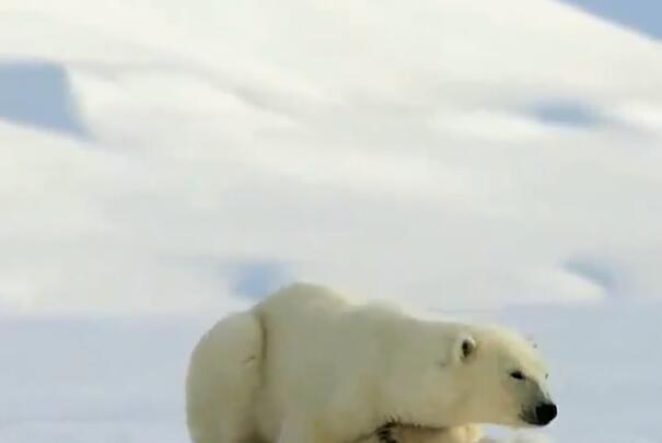 北极熊生活在南极还是北极 为什么南极没有北极熊