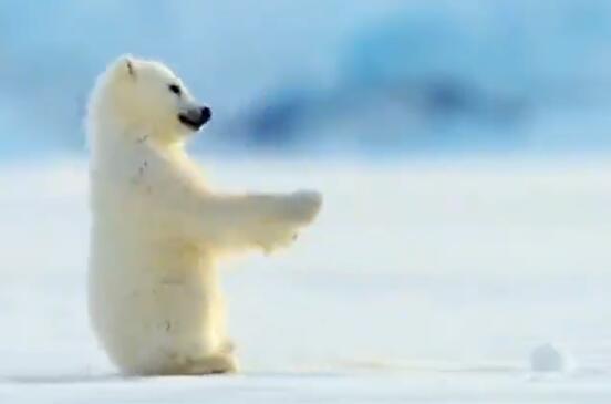 北极熊生活在哪里 北极熊生活在哪个国家