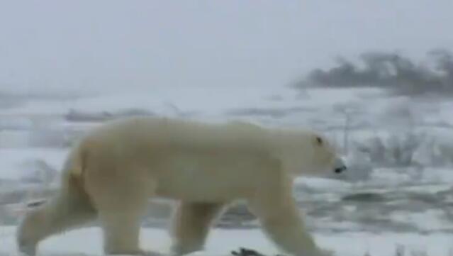 北极熊是哺乳动物吗 北极熊是什么动物