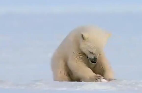 北极熊是濒危动物吗 北极熊现在世界上还有多少只