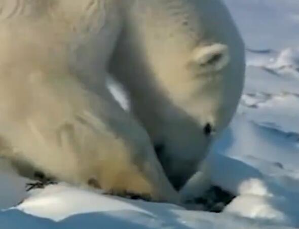 北極熊是幾級(jí)保護(hù)動(dòng)物 北極熊瀕危等級(jí)是多少