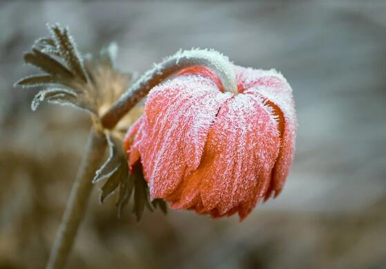 大寒的物候特征是什么  大寒節(jié)氣有什么樣的物候變化