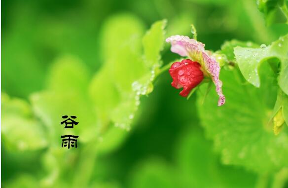 谷雨吃什么养生 谷雨养生要吃野的