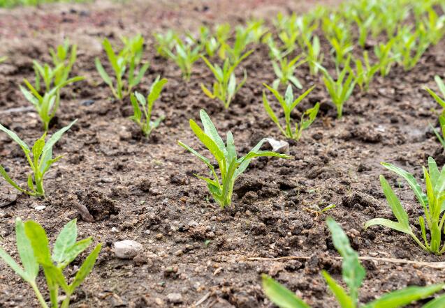 大寒的物候特征是什么  大寒節(jié)氣有什么樣的物候變化