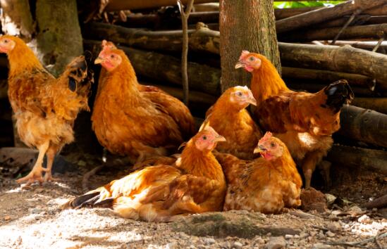 大寒的物候特征是什么  大寒節(jié)氣有什么樣的物候變化