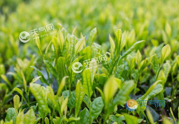 雨前茶是茶中的上品此处的雨指的是什么 雨前茶指的是