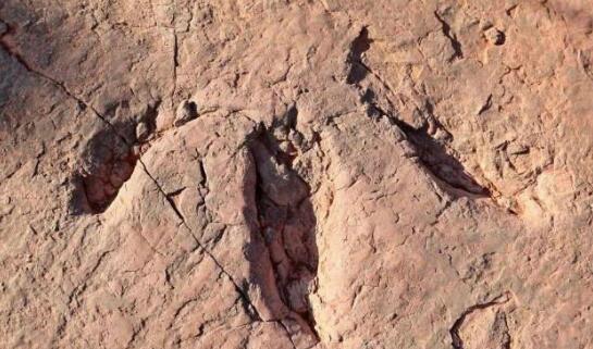 福建上杭发现8000万年前恐龙足迹群 专家：这是福建的首次发现