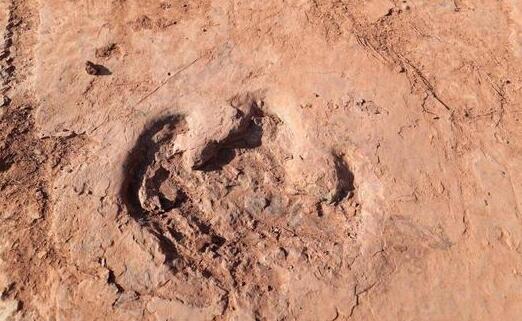福建上杭发现8000万年前恐龙足迹群 专家：这是福建的首次发现