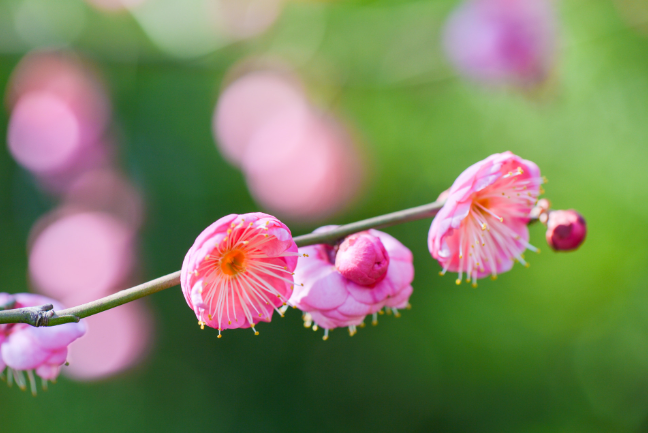 二月有多少天 二月是特殊月叫什么月