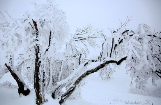 重庆武隆仙女山迎十年最大降雪 33万亩林海银装素裹分外妖娆