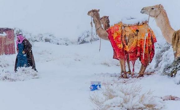 骆驼在撒哈拉沙漠雪中漫步 网友：画风有点奇怪