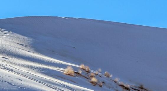 骆驼在撒哈拉沙漠雪中漫步 网友：画风有点奇怪