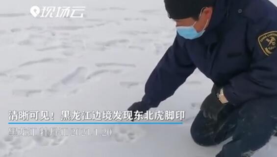 黑龙江边境发现野生东北虎脚印是什么情况 专家：确定是雌性东北幼虎
