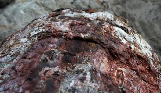 希腊发现2000万年前化石树是什么情况 2000万年前化石树长什么样