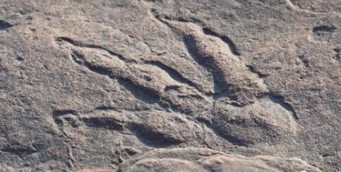英国4岁女童发现2亿年前恐龙脚印是什么