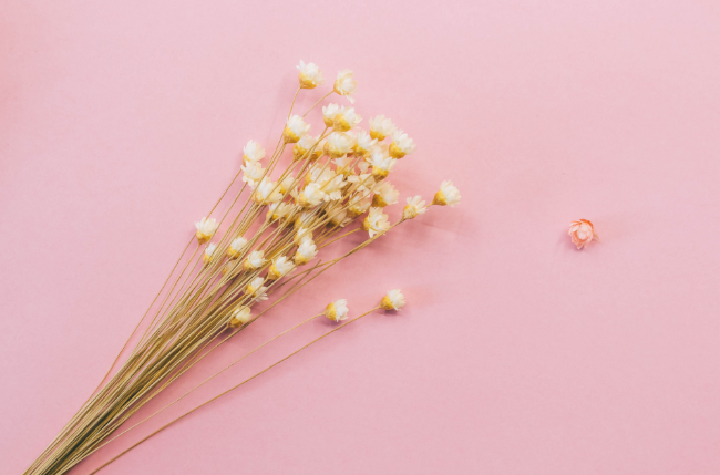 七夕节送女友什么花 七夕节送什么花给女友