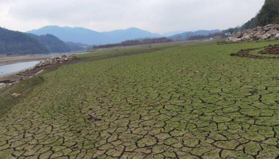 浙江温州遭遇50年一遇的干旱 降雨量较常年同期偏少6成