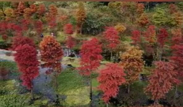 2021春节昆明旅游哪里好玩 昆明春节旅游最佳去处