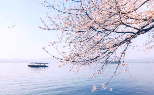 二月份适合去哪里赏花 2月国内赏花必去的地方