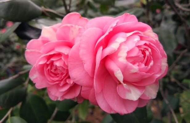 二月份适合去哪里赏花 2月国内赏花必去的地方