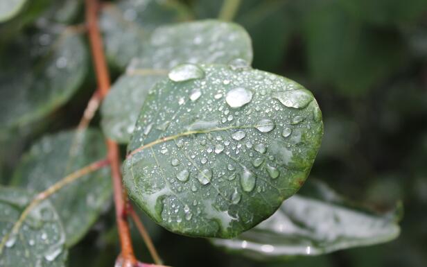 广东今部分地区迎降雨 广州除夕前雨水显著气温有所下降