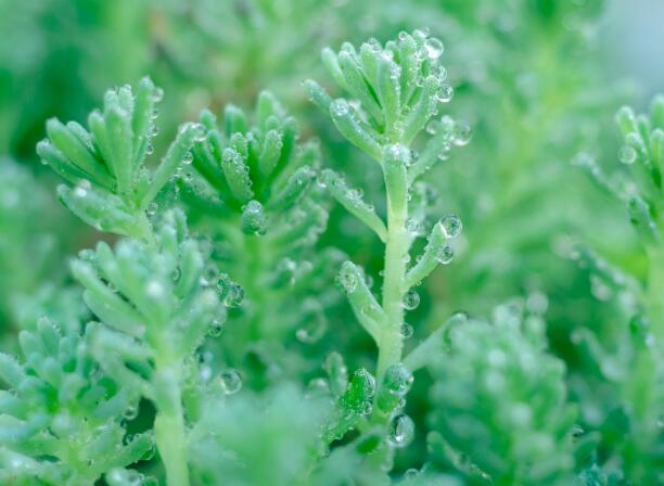 2021驚蟄是幾九 今年驚蟄在數(shù)九天什么時候