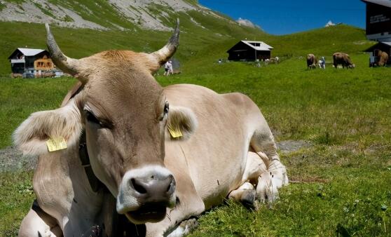 印度微型牛濒临灭绝是怎么回事 专家：目前大约只剩60只