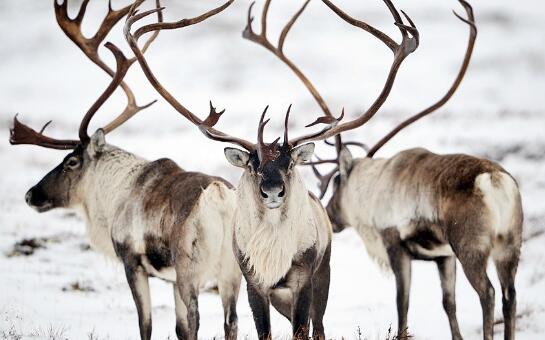 俄北部145头驯鹿被饿死是什么情况 当地政府：严寒导致食物匮乏