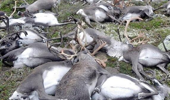 俄北部145头驯鹿被饿死是什么情况 当地政府：严寒导致食物匮乏
