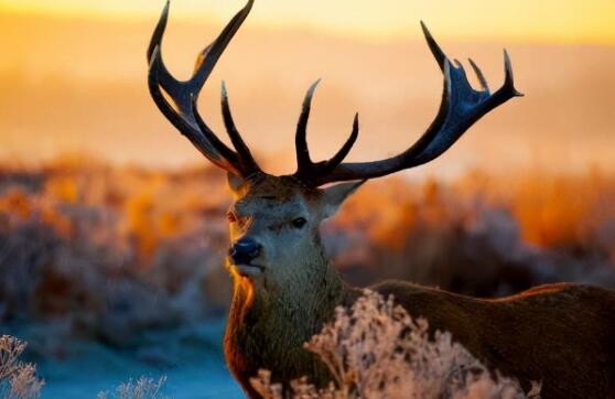 俄北部145头驯鹿被饿死是什么情况 当地政府：严寒导致食物匮乏